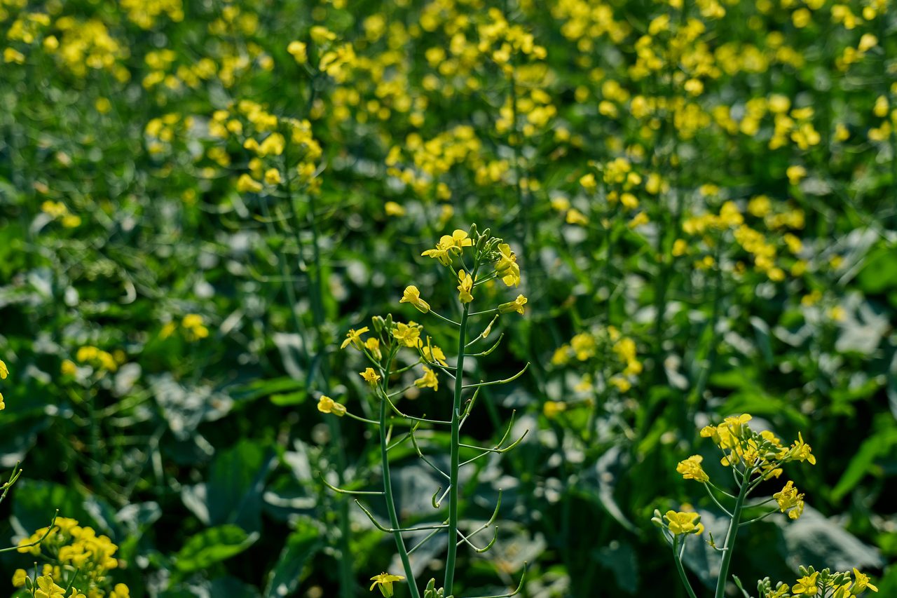 Canola en plena floración