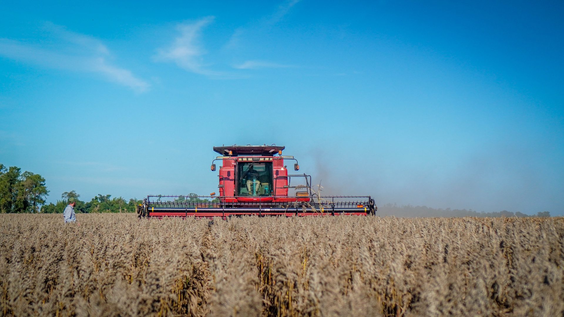 Cosecha de canola en campo paraguayo