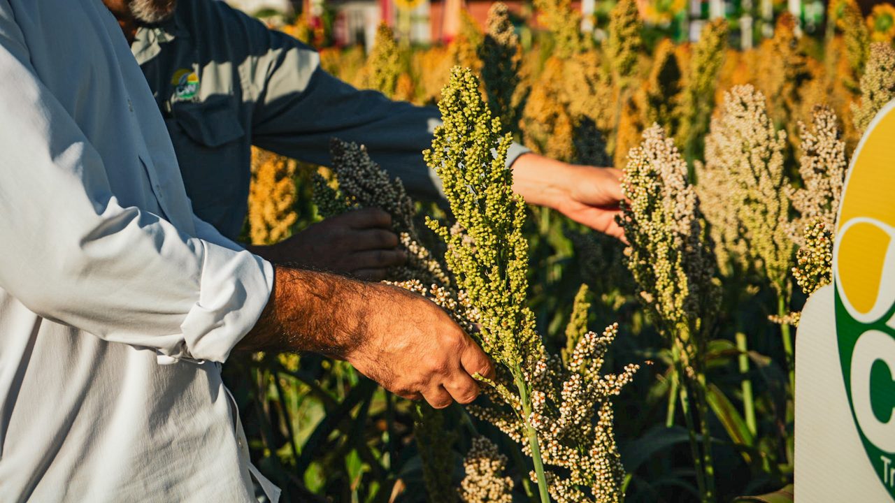 Evaluación de panojas de sorgo a campo