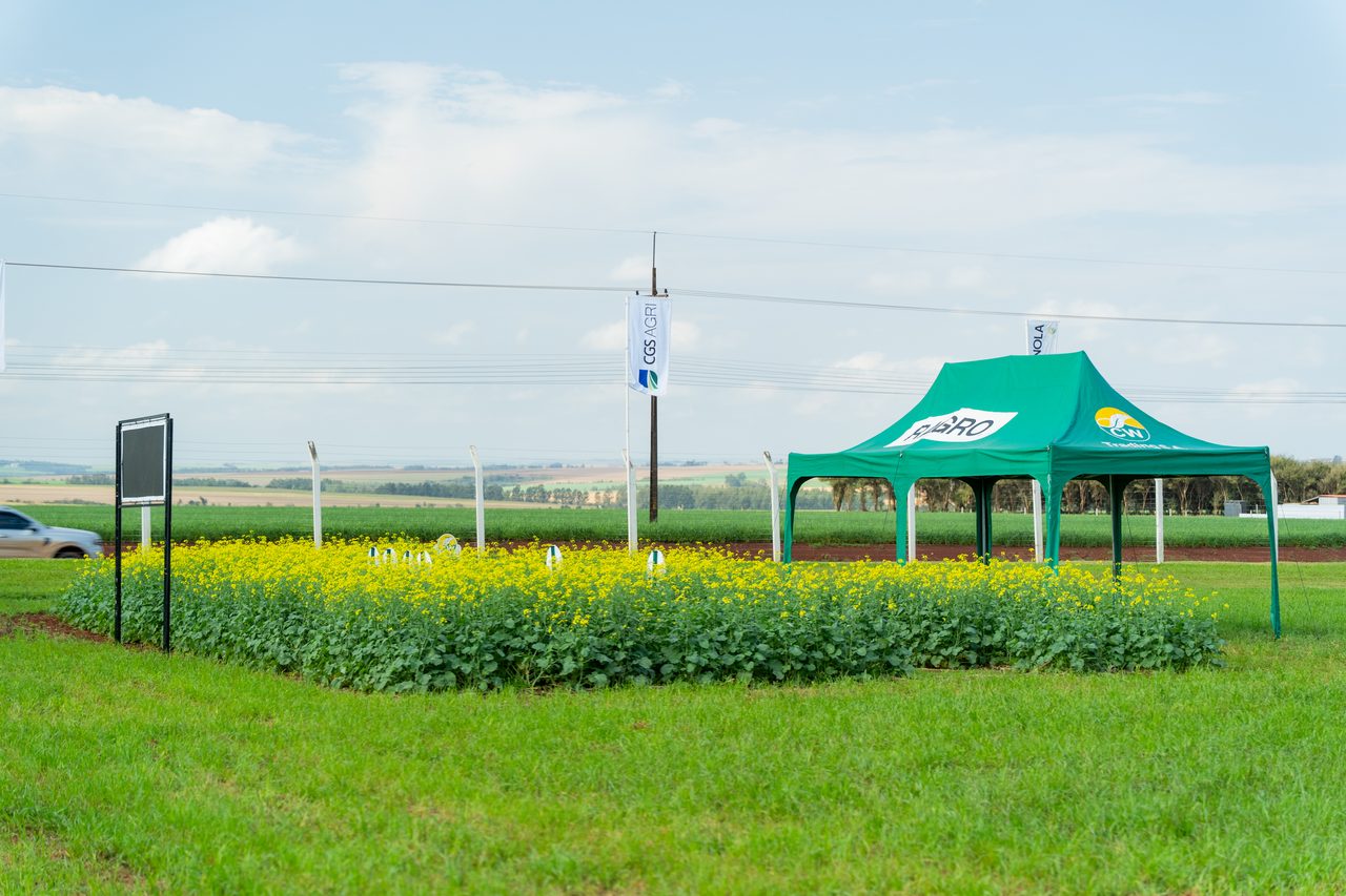 Parcela demostrativa de canola de CW Trading